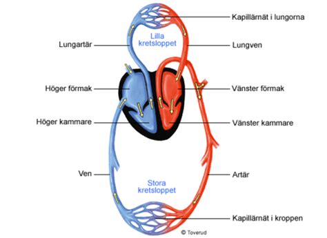 sirkulasjonssvikt symptomer.